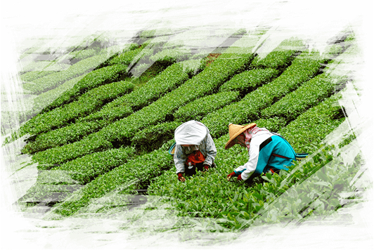 Two workers picking tea leaves in a green tea field